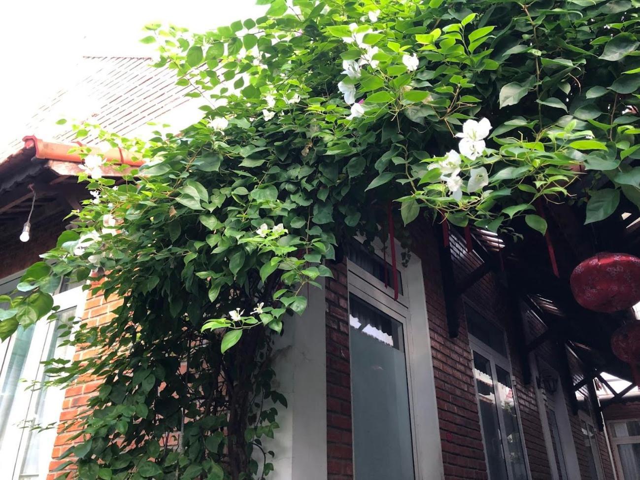 Q'Tropical Garden Homestay Хюе Екстер'єр фото